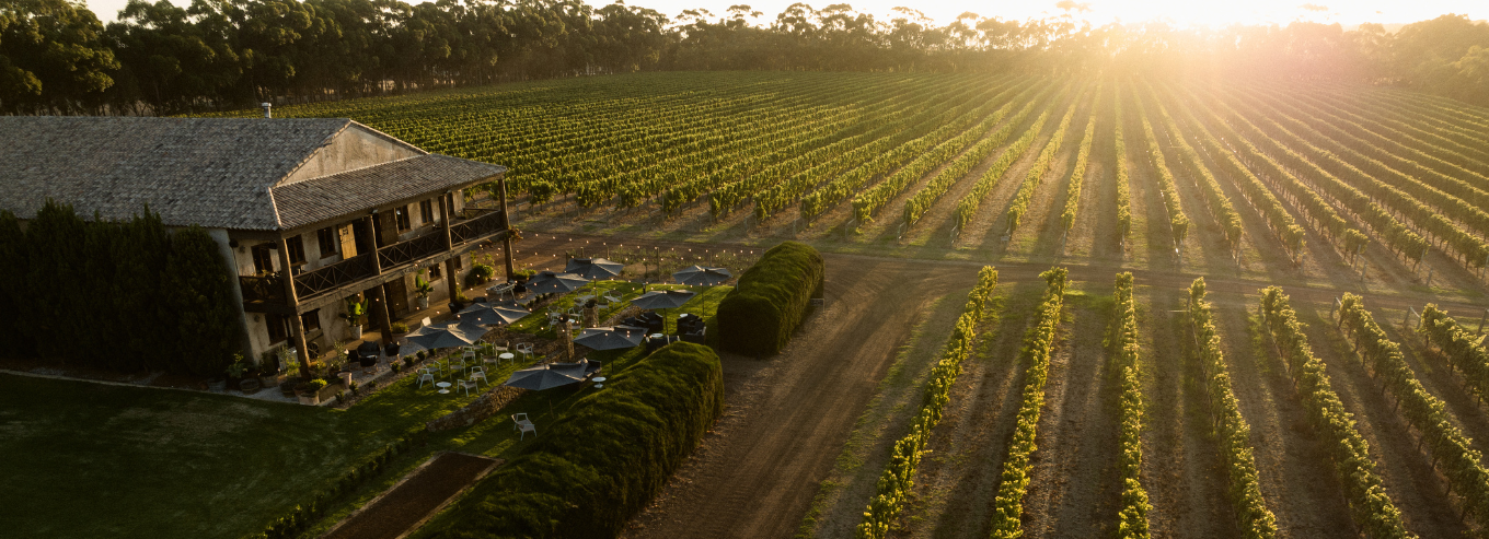 Sunset at Cherubino vineyard 